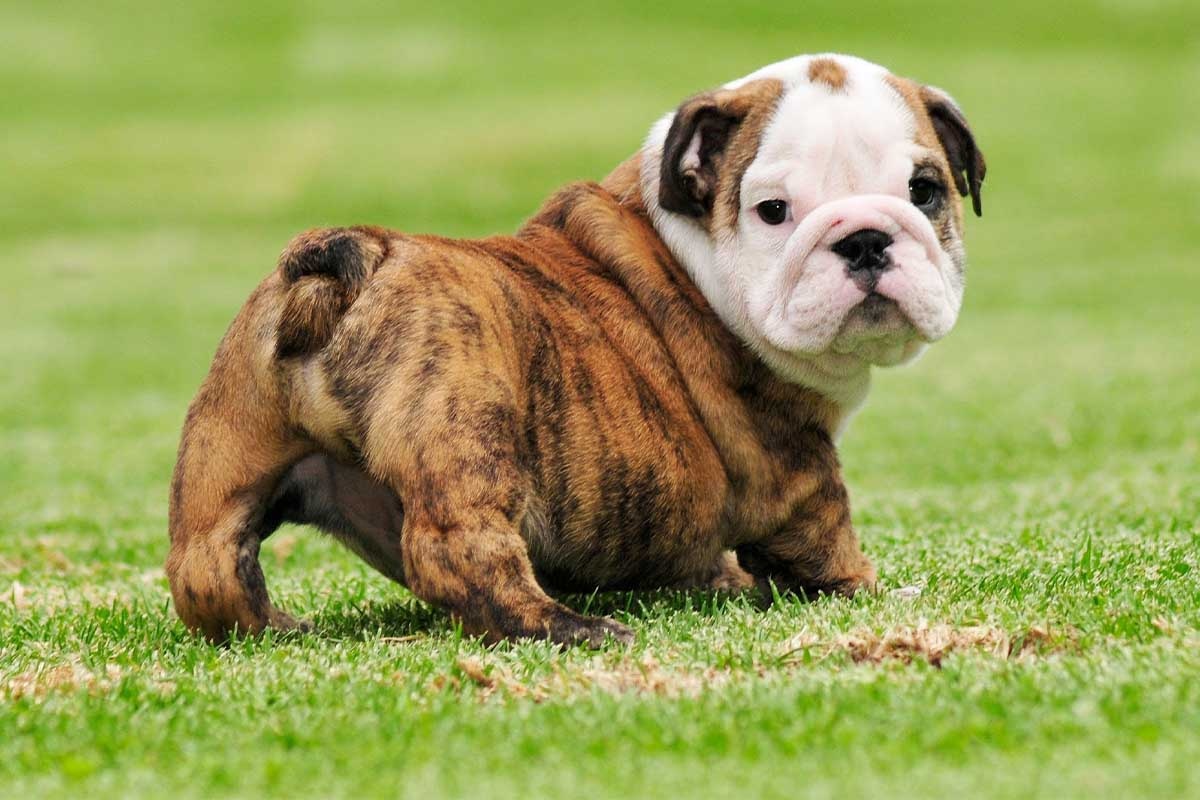 Puppy English Bulldog standing on the grass and looking back