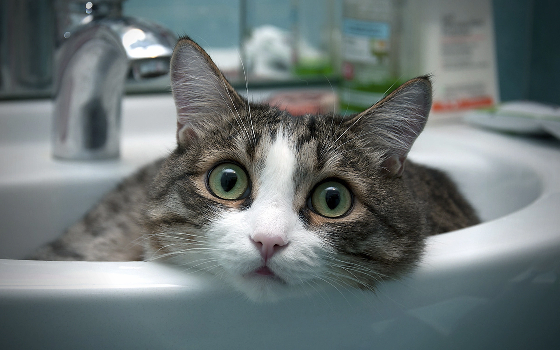 Cat lying in the sink