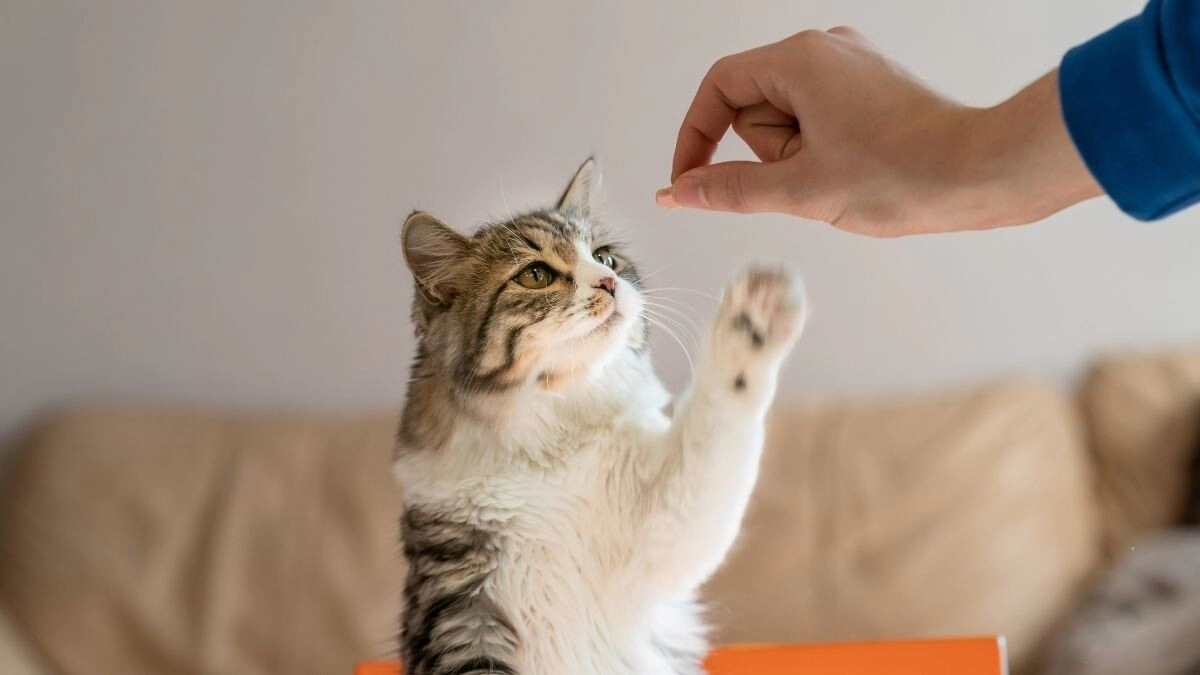 Cat Treat Guide