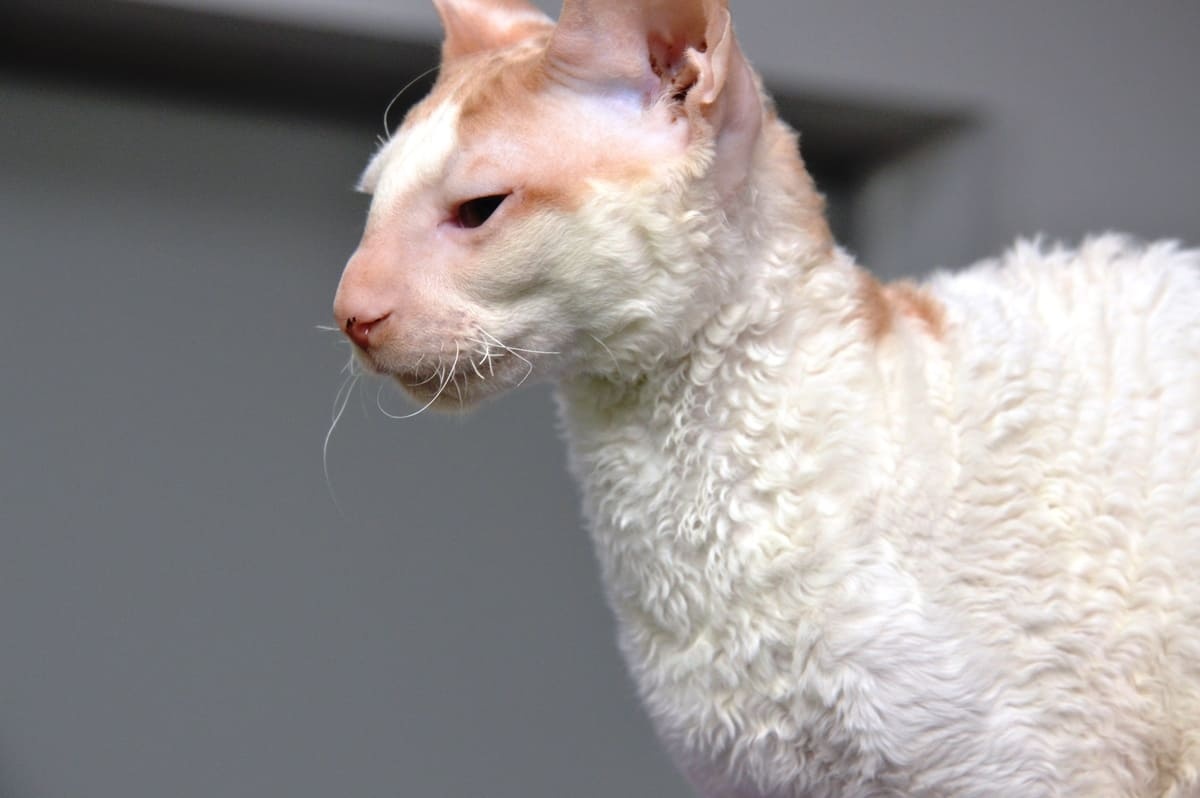 White curly-haired cat