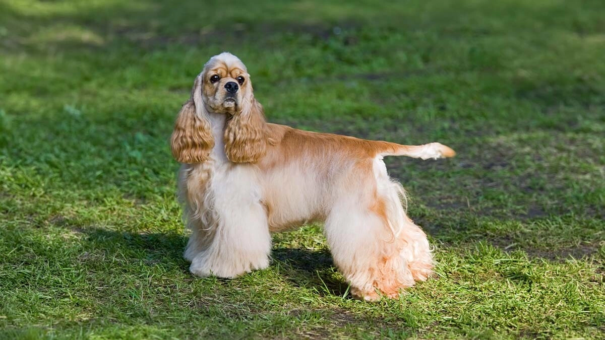 American Cocker Spaniel Dog Characteristics, Care and Temperament