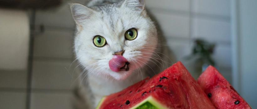 Do Cats Eat Watermelon?