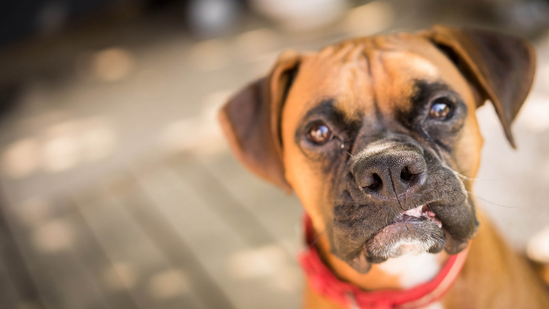 Angry large aggressive dog