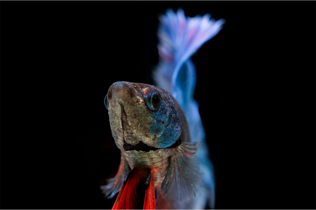 Front view of a guppy