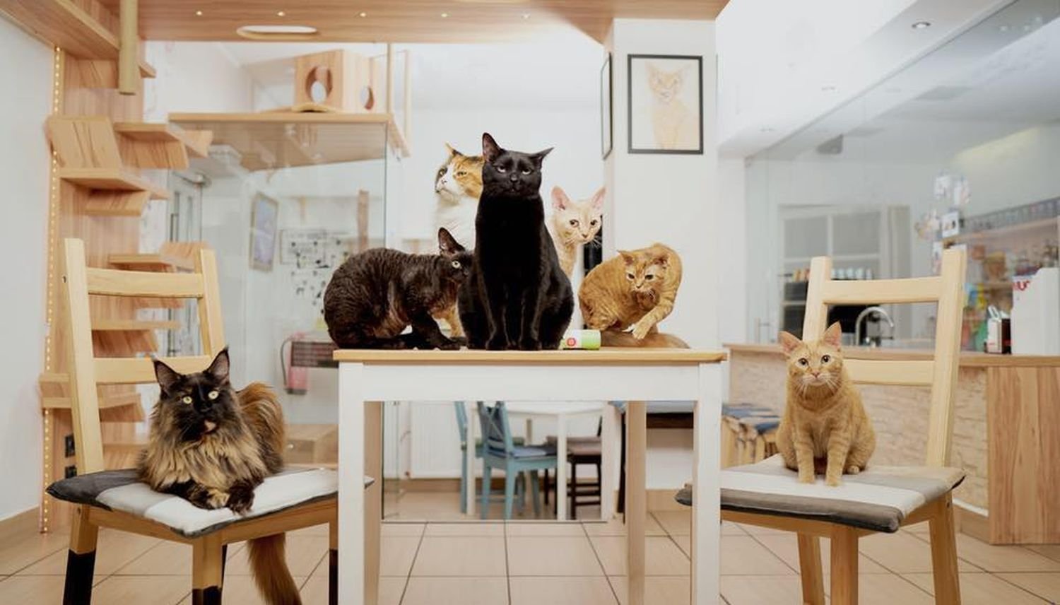 Cats sitting on a table and chair