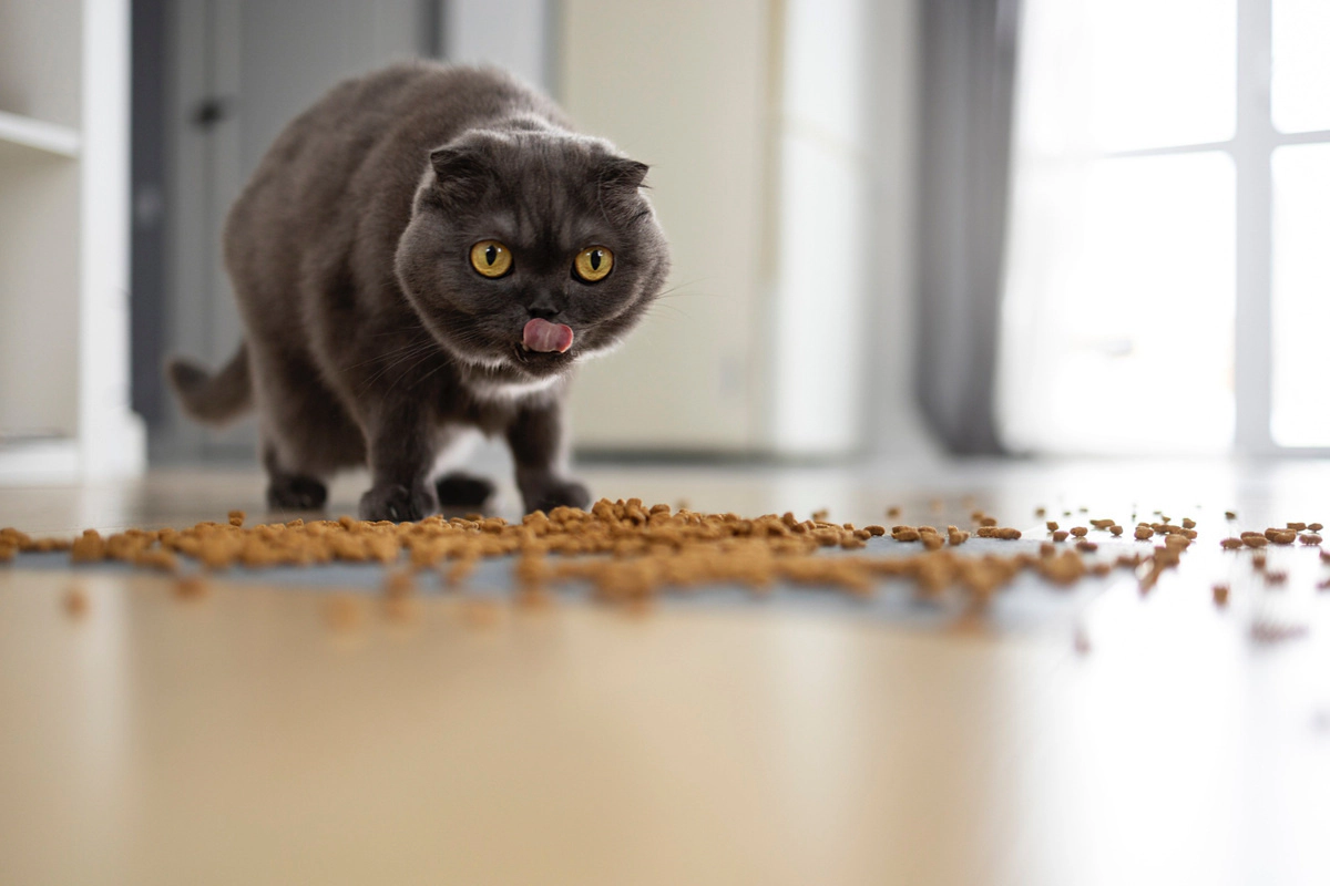 A British Shorthair cat eating food spilled on the floor