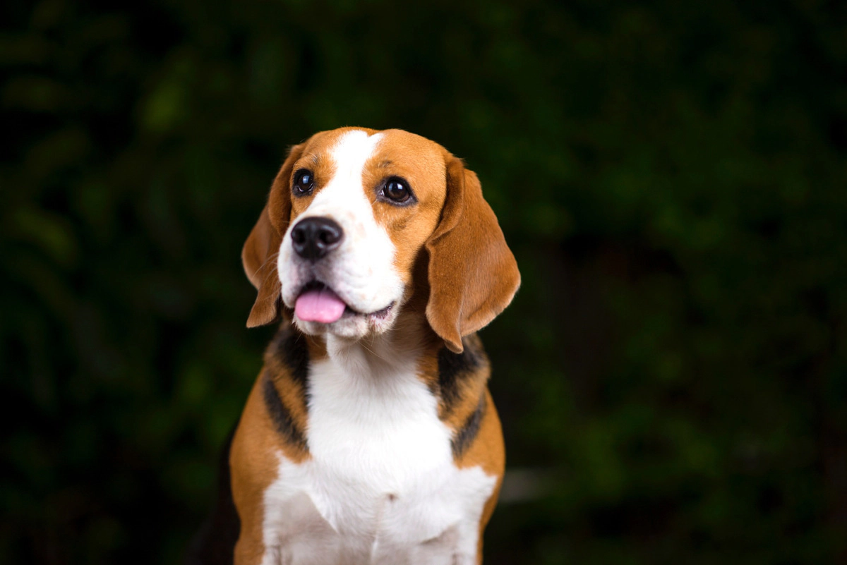 Beagle with tongue sticking out