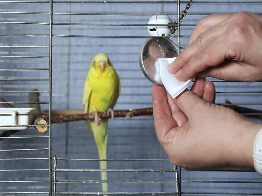 Budgie in its cage while it's being cleaned