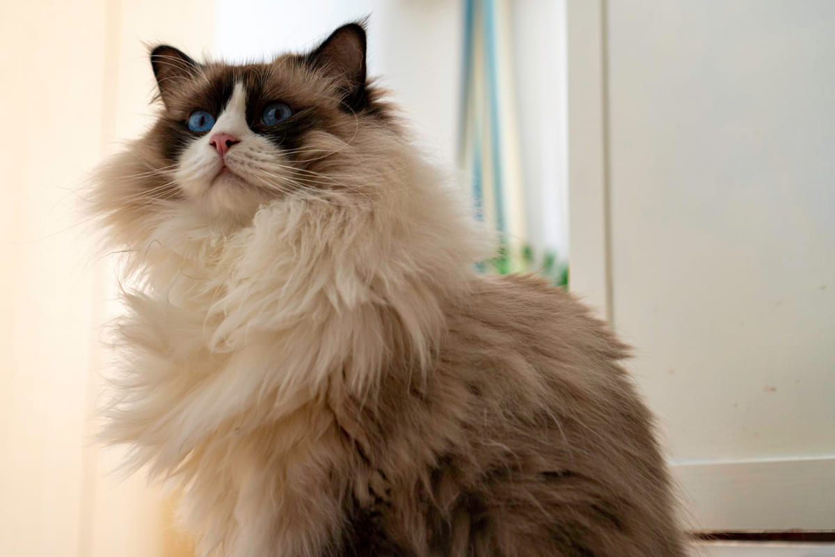 Ragamuffin cat with blue eyes