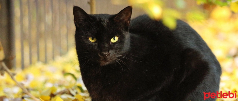 Name Suggestions for Black Cats
