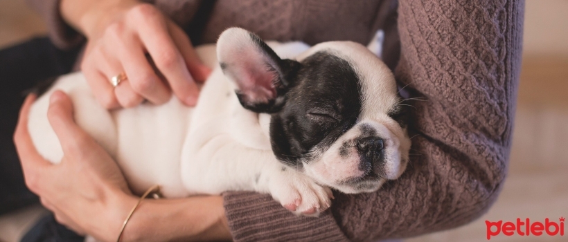 Socialization in Puppies