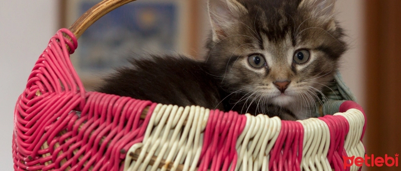 Getting Started with Your New Cat: A First Day Guide