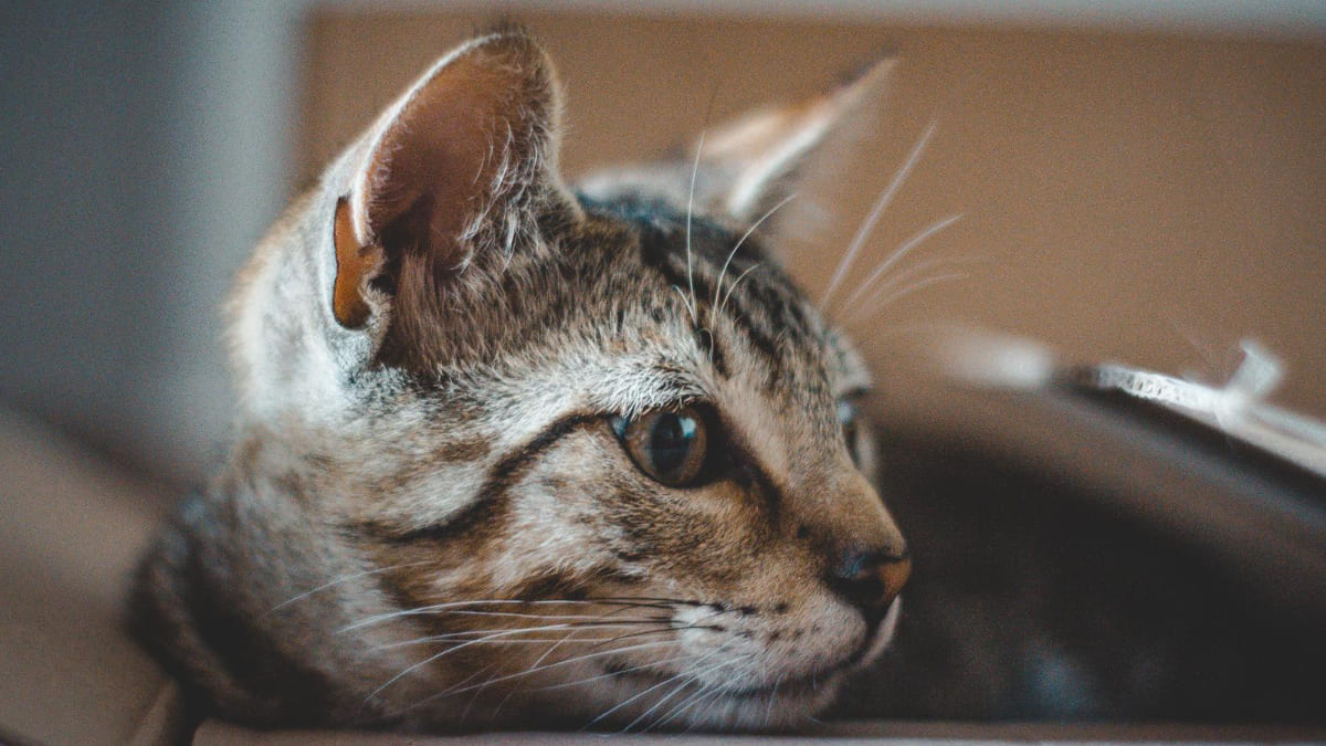 Tabby cat sitting inside a box
