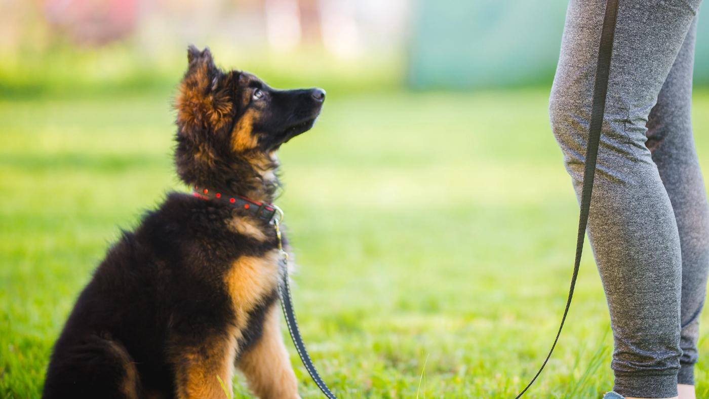 German Shepherd puppy undergoing training