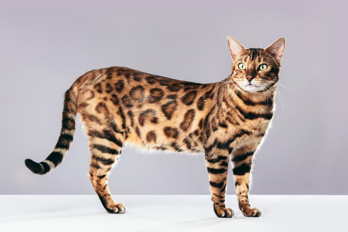 Appearance of a standing cat