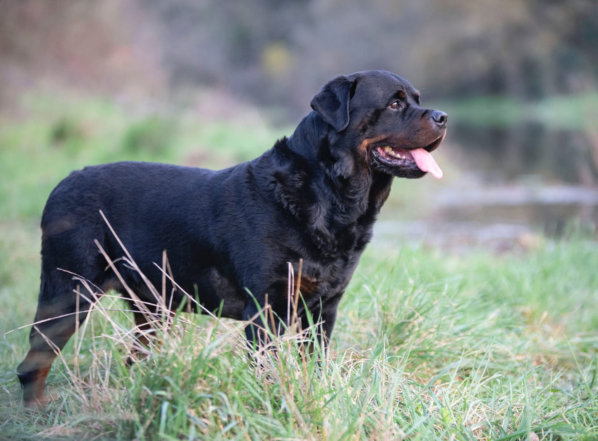 Rottweiler with black fur
