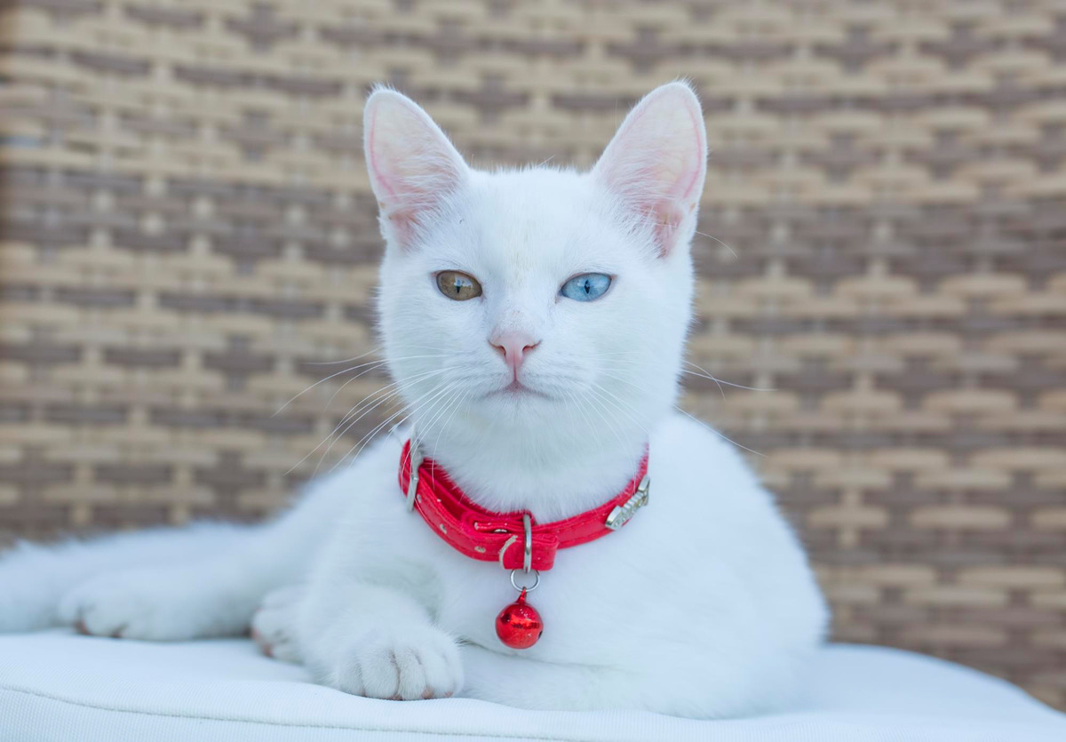 Red-collared Van cat