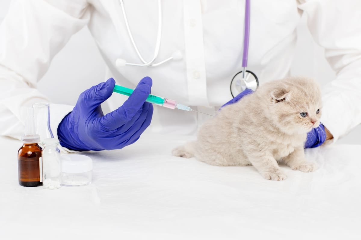 A vaccinated kitten