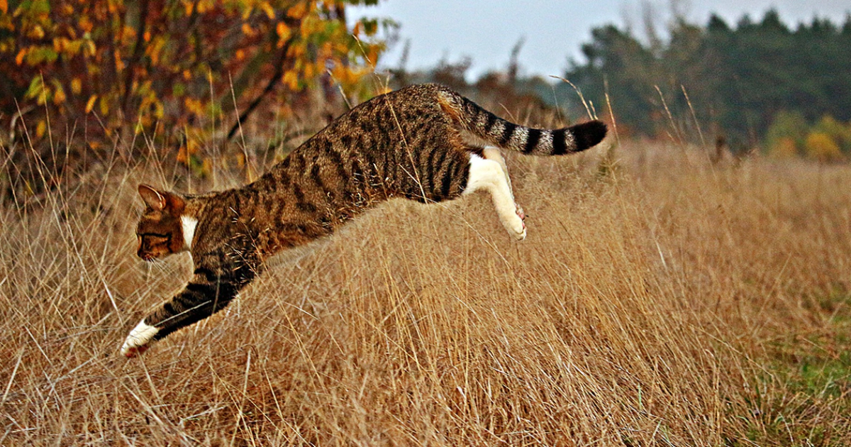 cat jumping into the grass