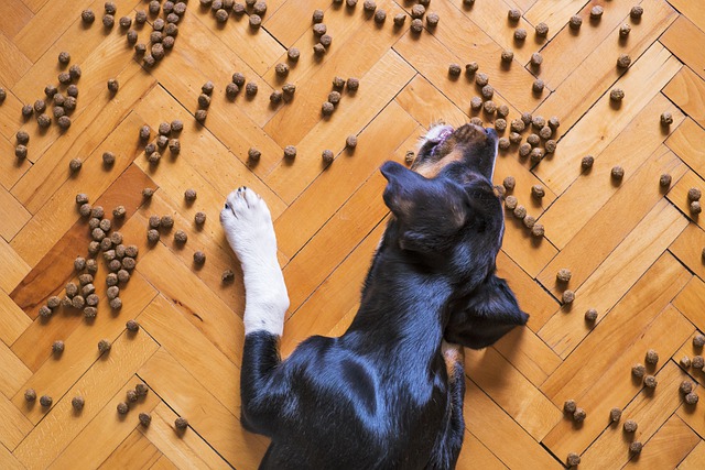 A black dog eating spilled dry food