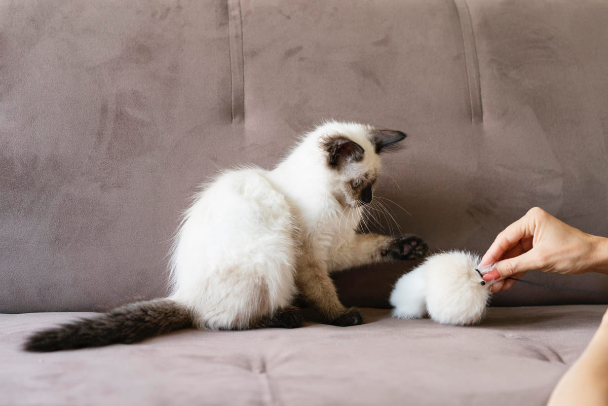 A cat playing with a toy ball on the sofa
