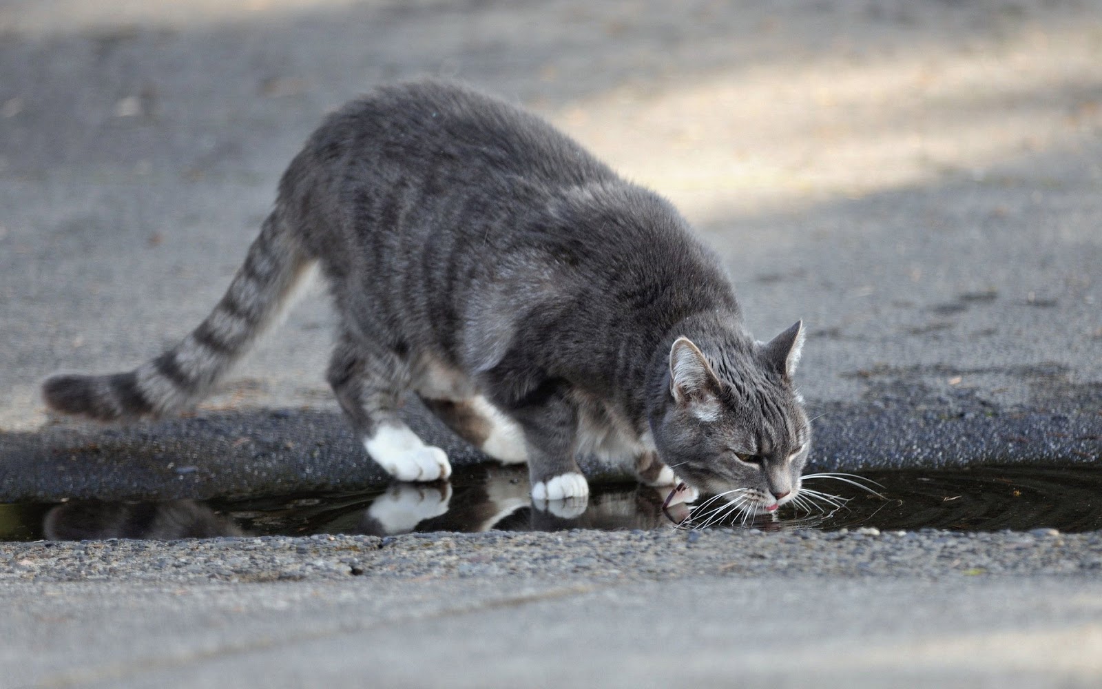 Cat drinking water from a puddle by the roadside