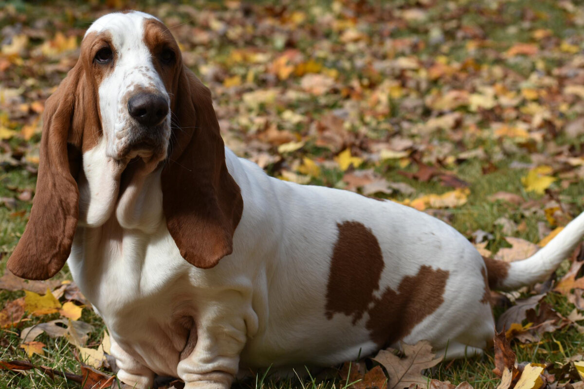 Basset Hound breed dog