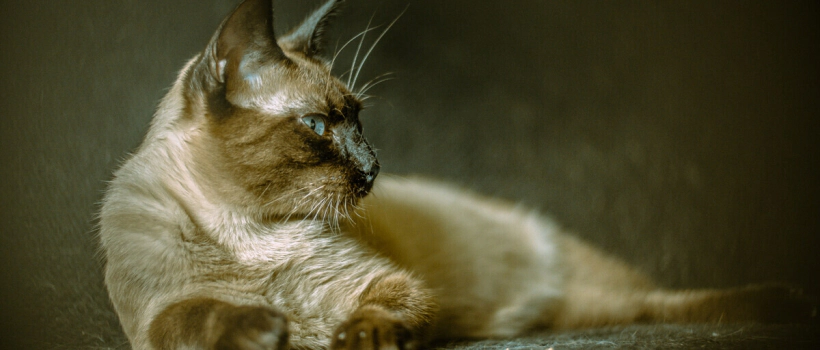 Short-Haired Cats