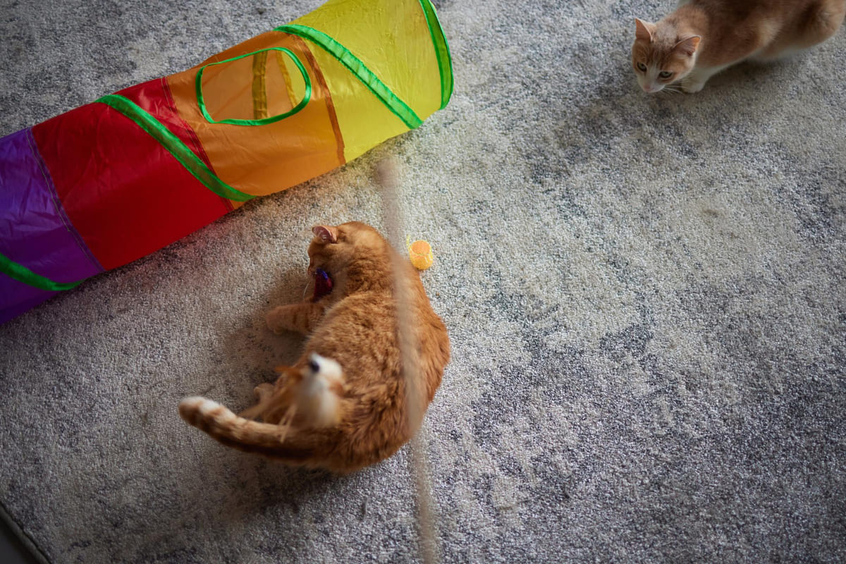 A tabby cat playing next to a cat tunnel and a cat watching it
