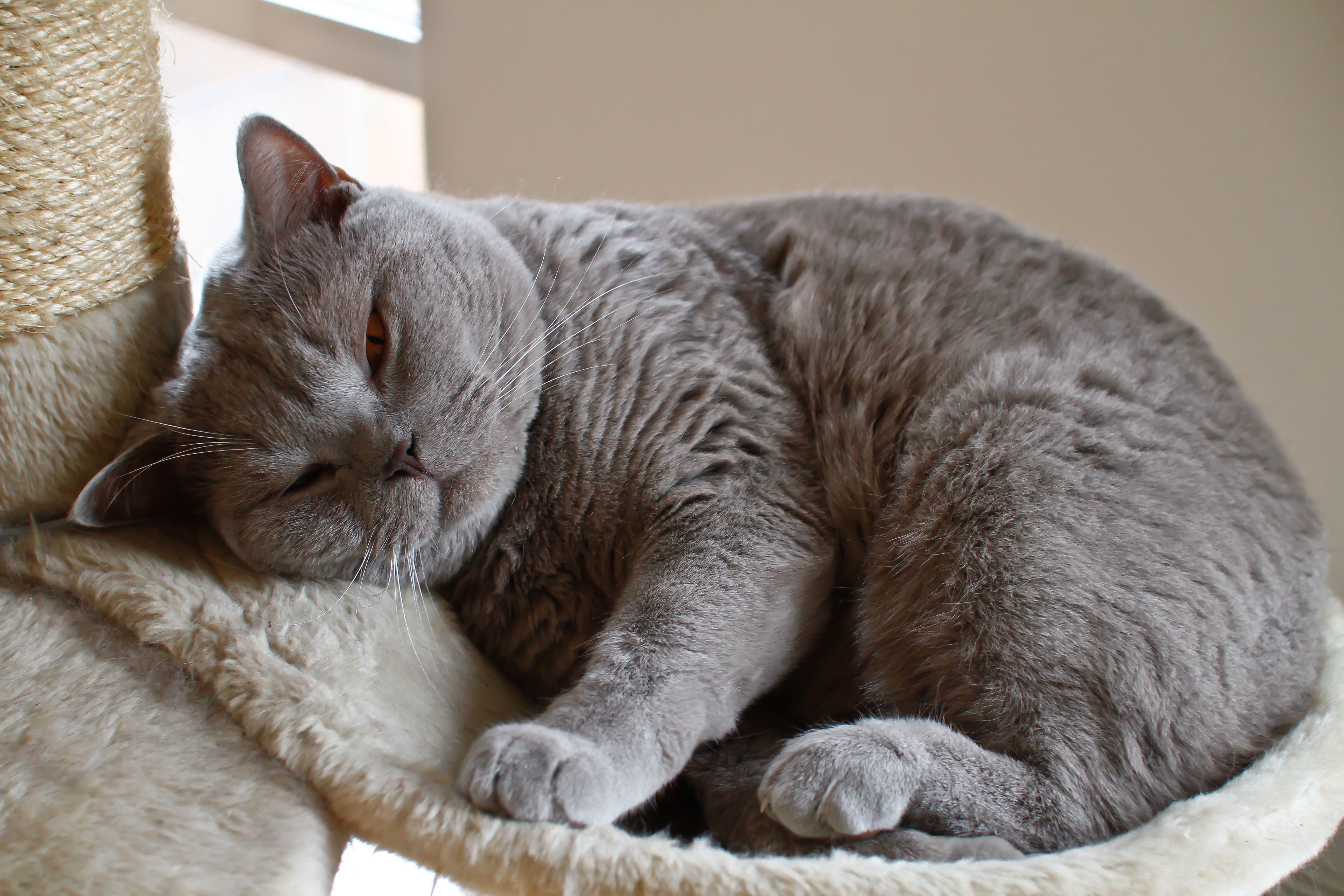 A sleeping gray-furred cat