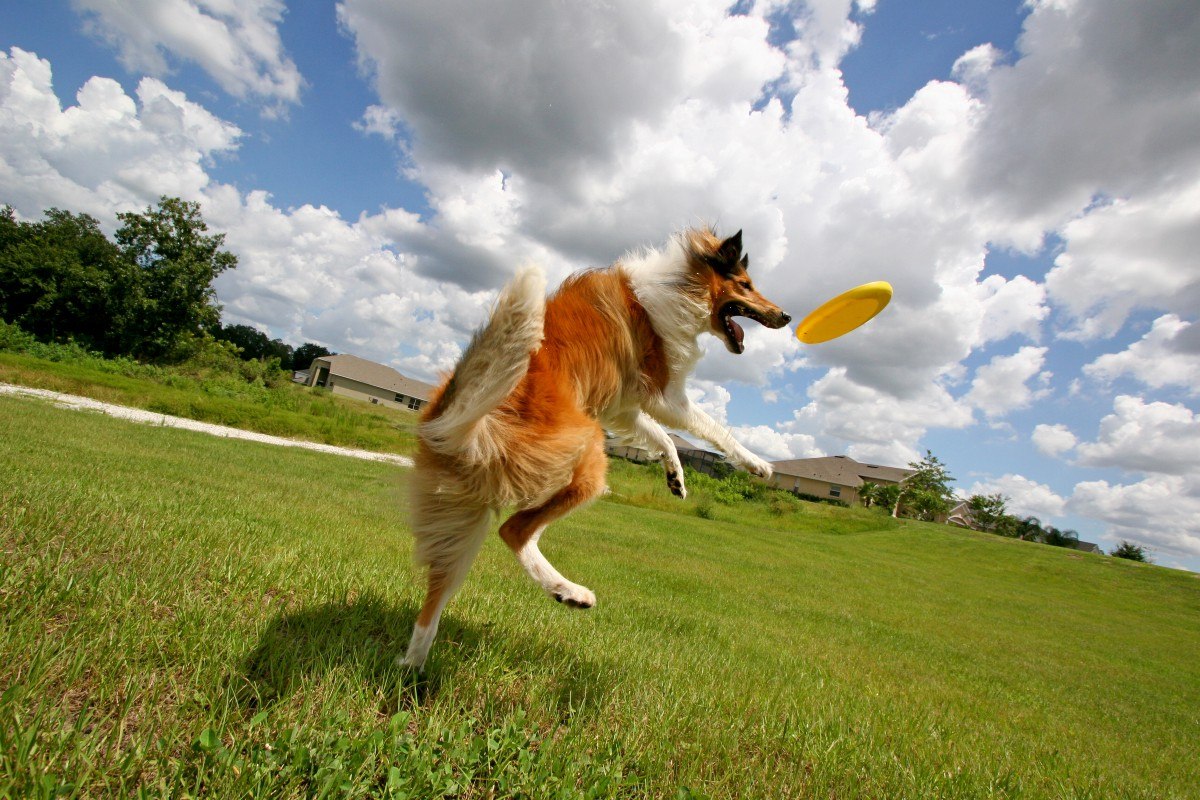 A dog playing with a frisbee