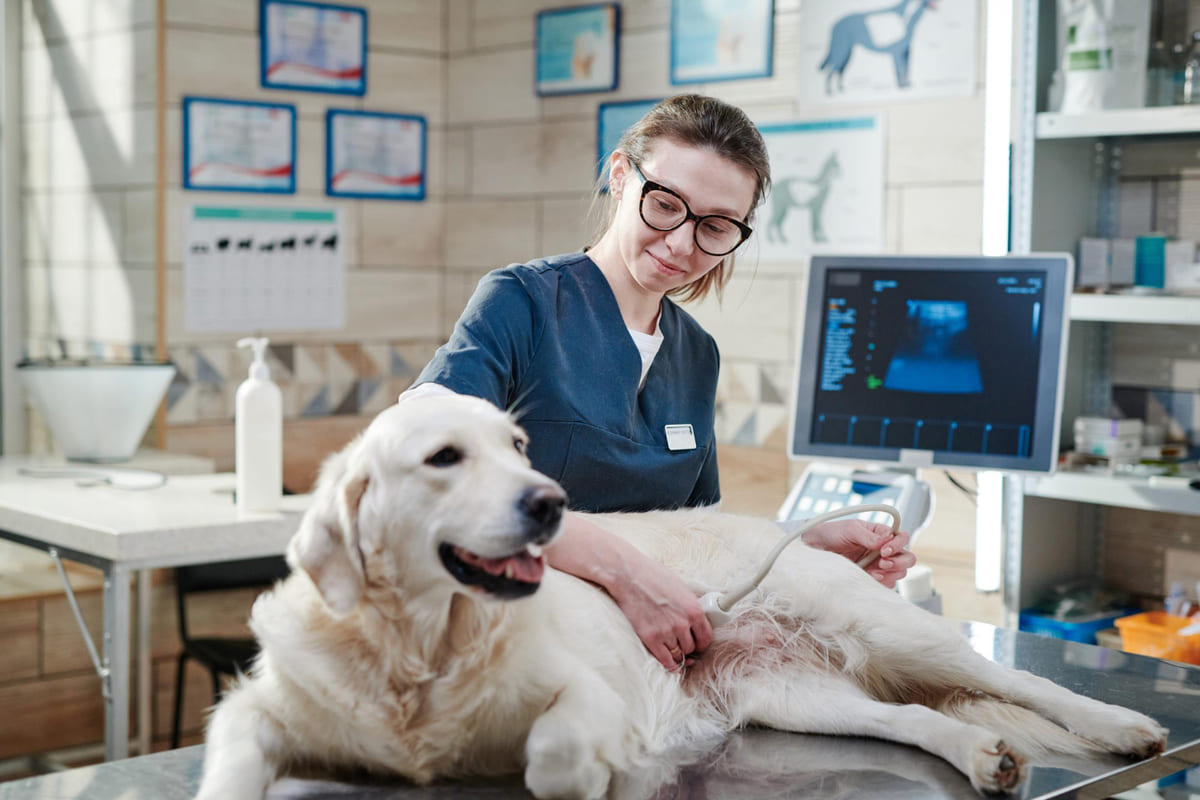 Adult dog being examined with ultrasound