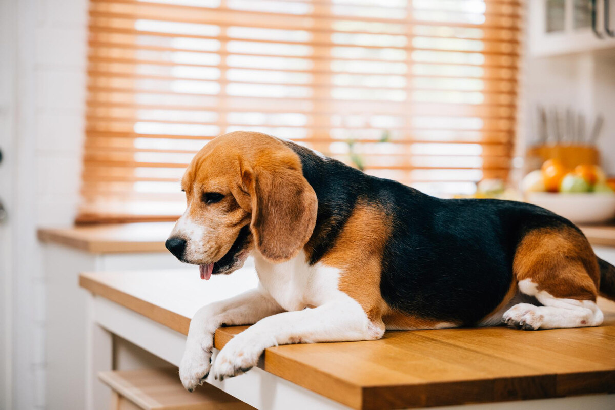 Beagle sitting on a counter looking down at the ground