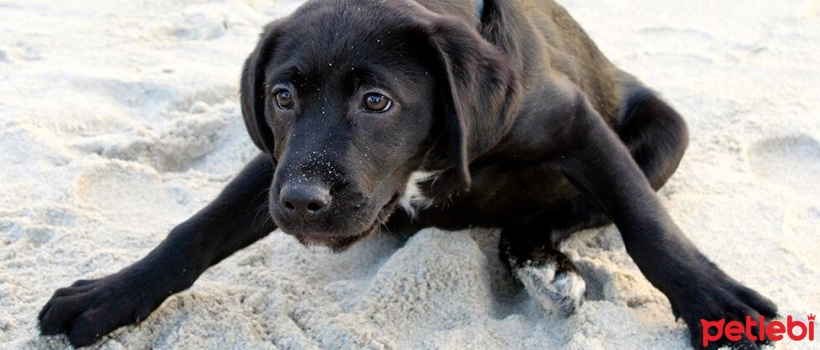 Do Dogs Sense Earthquakes?