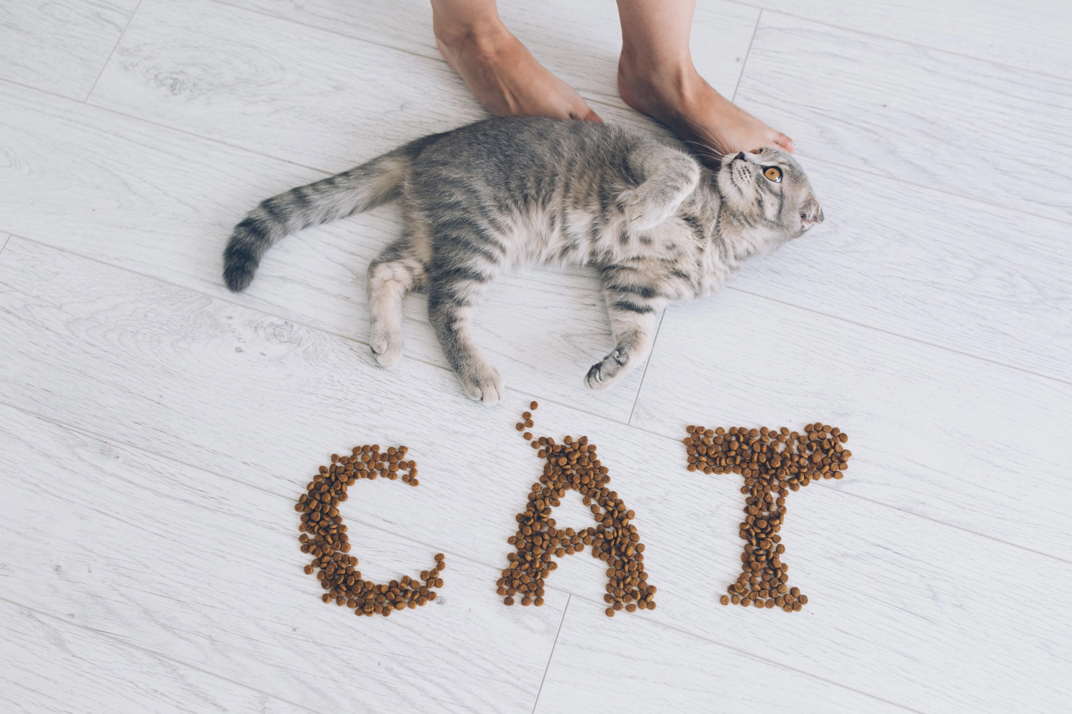 Cat lying on the floor