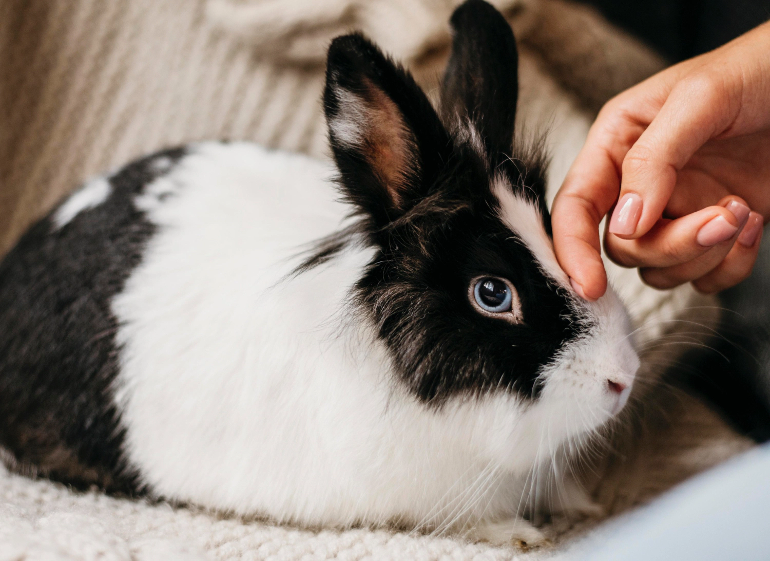 Rabbit with black and white fur