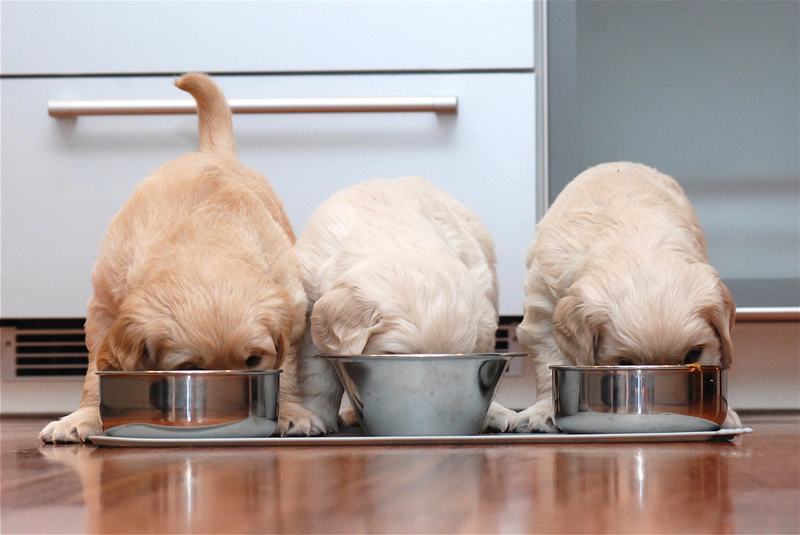 Golden Retriever puppies eating food