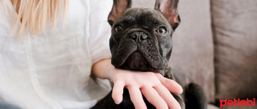 Soft Palate Sagging in Dogs