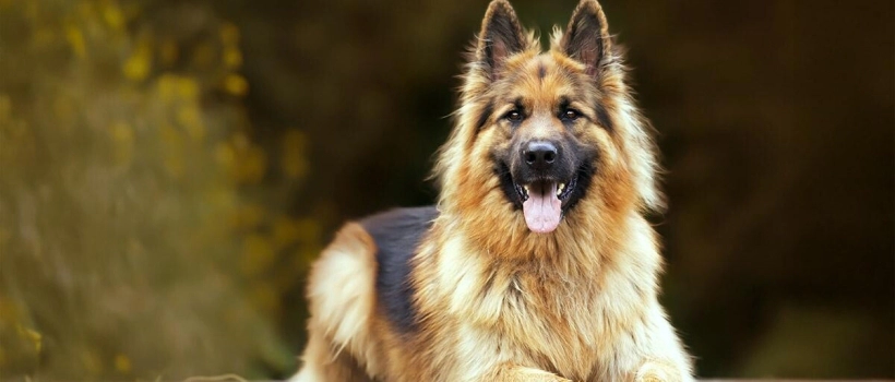 German Dog Breeds