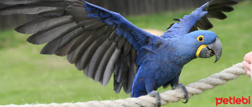 How to Train Your Bird to Dance?