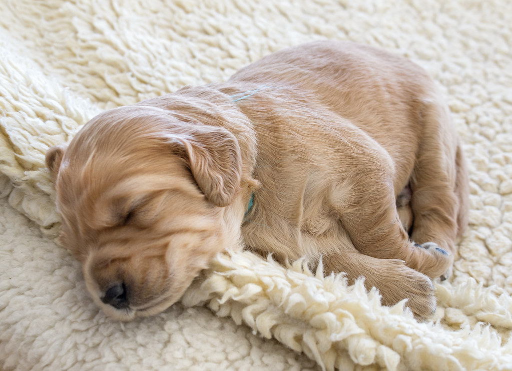 Puppy sleeping on the carpet
