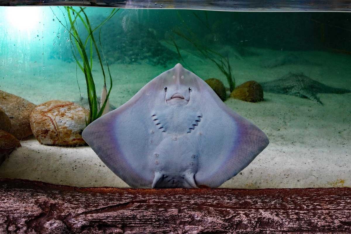 Perpendicular to aquarium glass stingray clinging to a surface