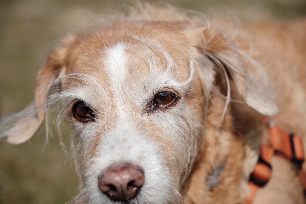 old dog with long fur