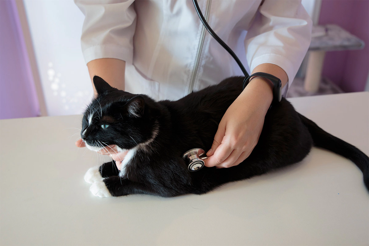 Tuxedo cat being examined by a veterinarian