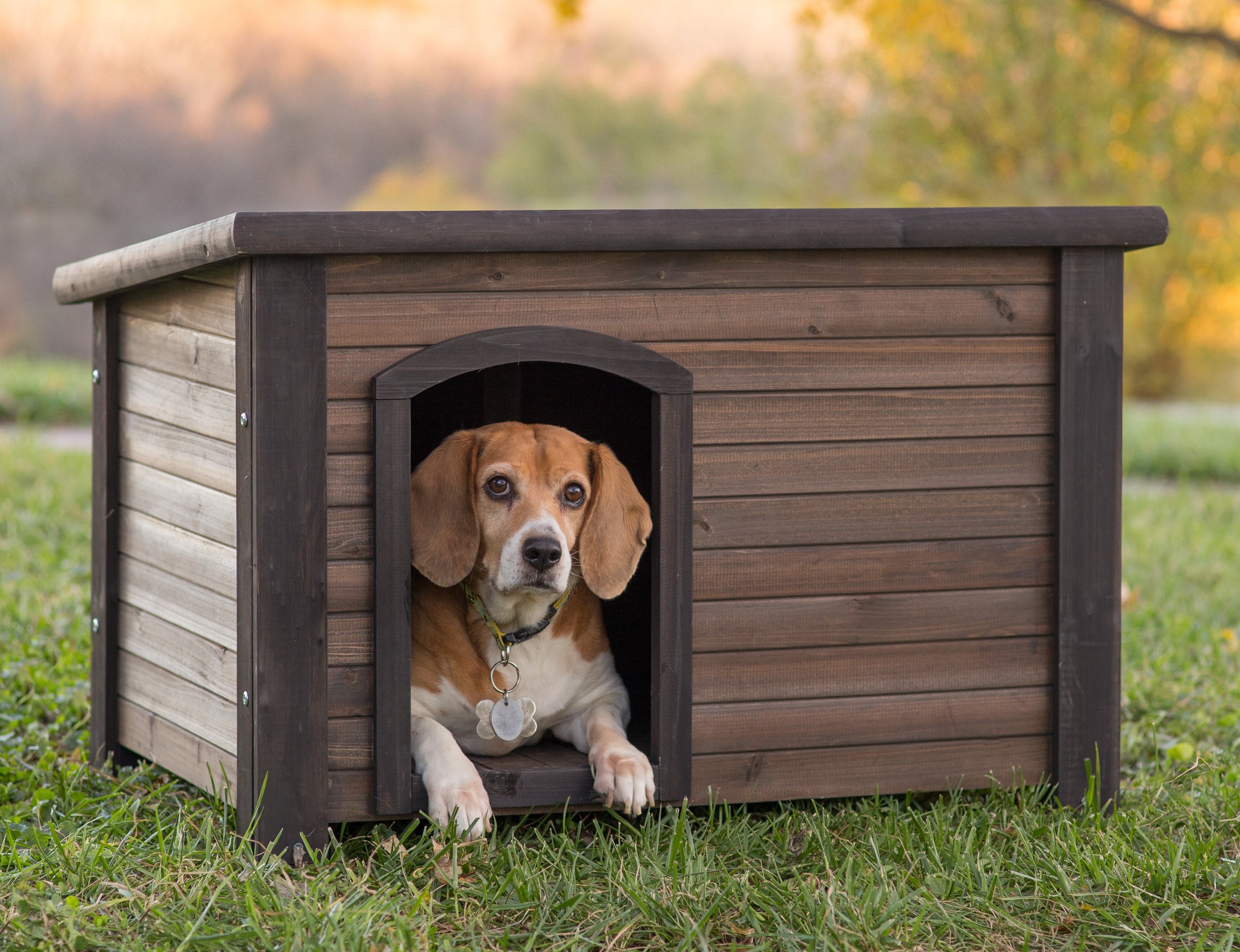 Brown dog lying in its kennel