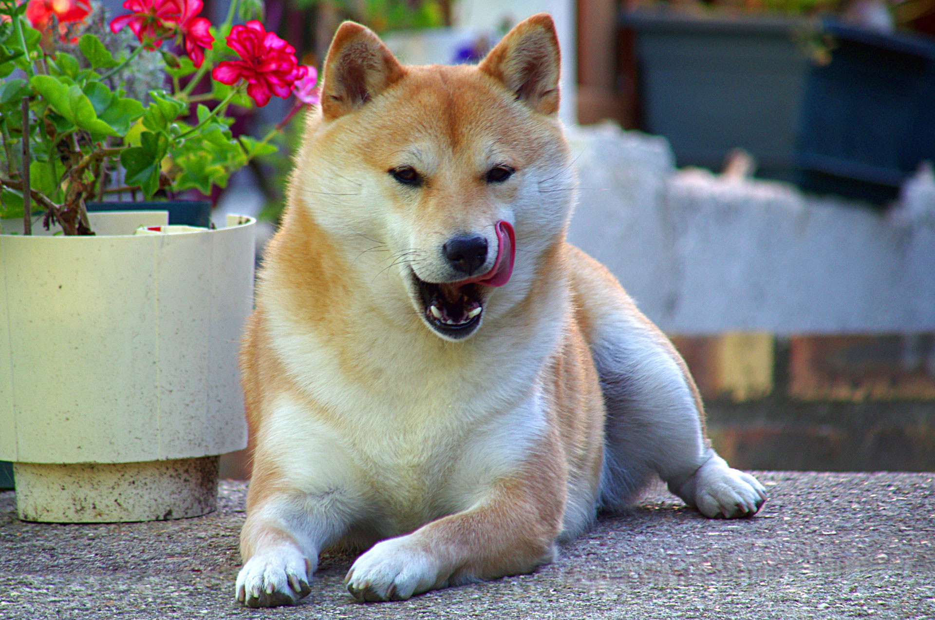 Dog licking itself sitting next to a flowerpot in the garden