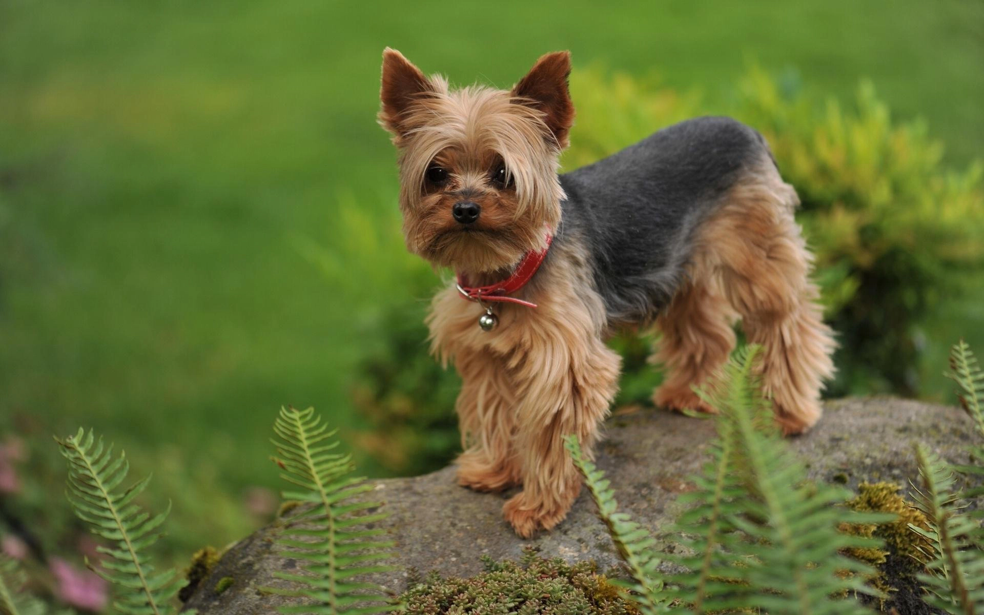 Small dog standing on a stone