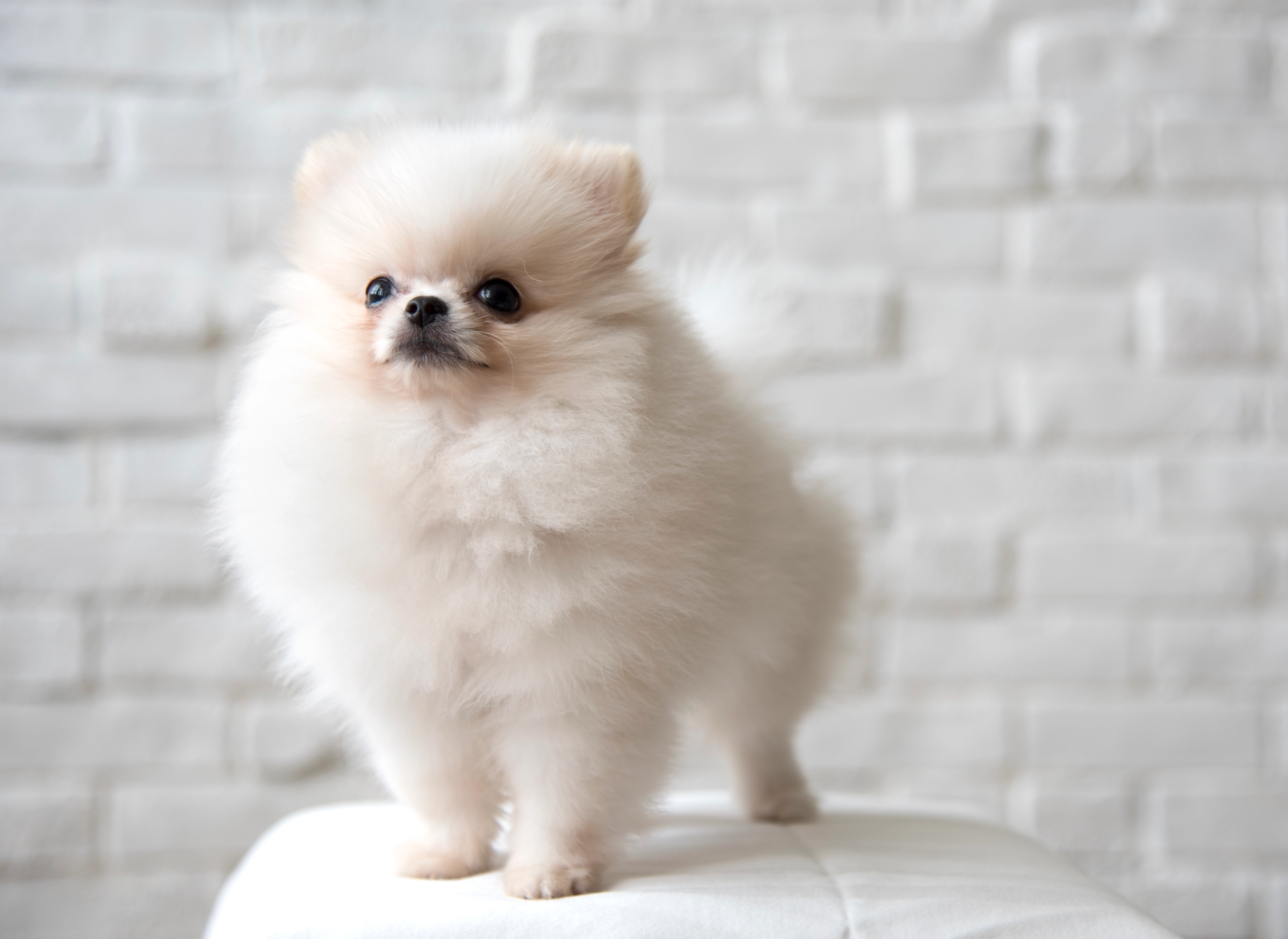 pomerian