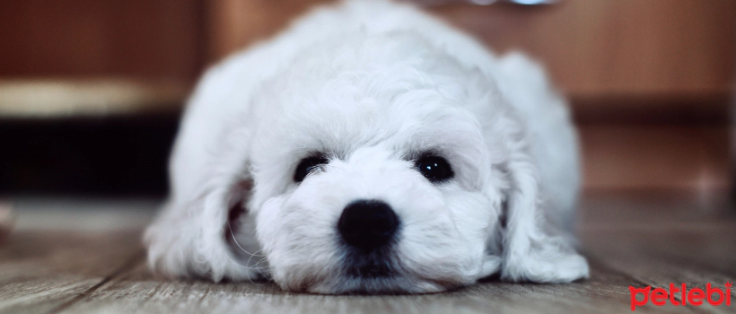 How to Remove Tear Stains from Dogs? Why Do Tear Stains Occur?