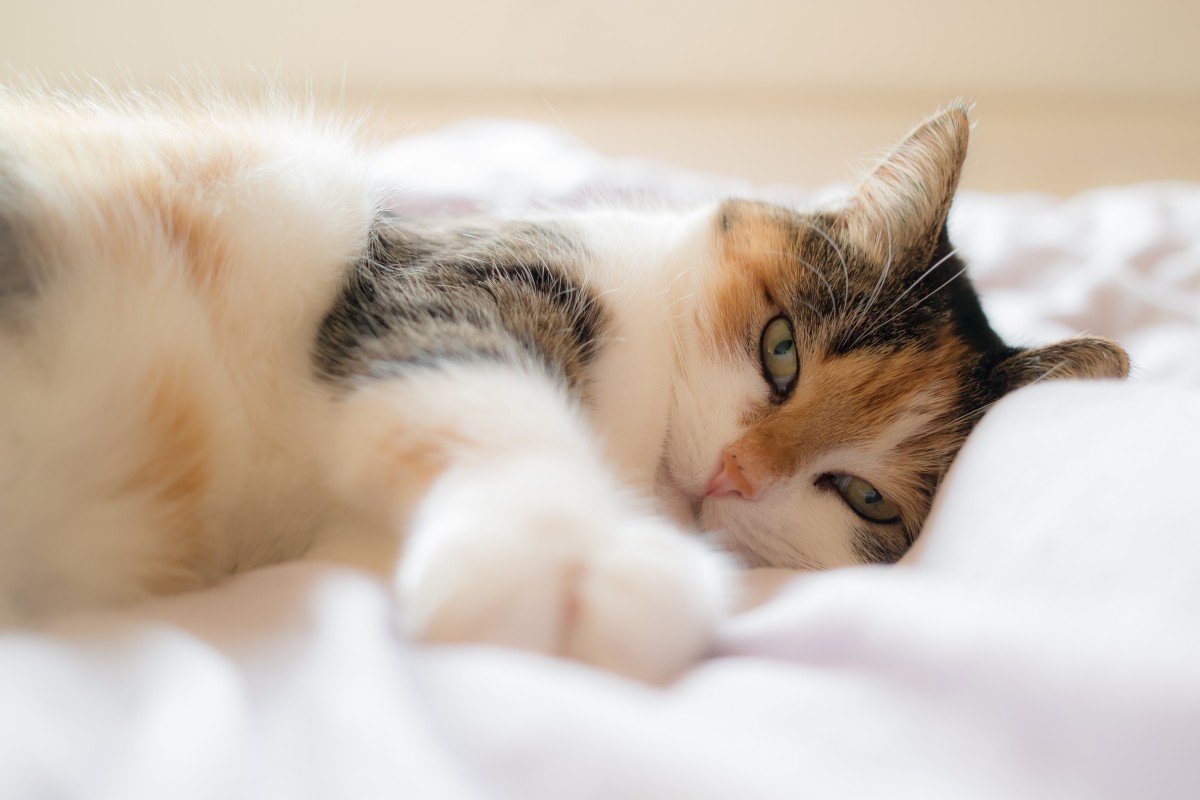 A cat lying on a white sheet